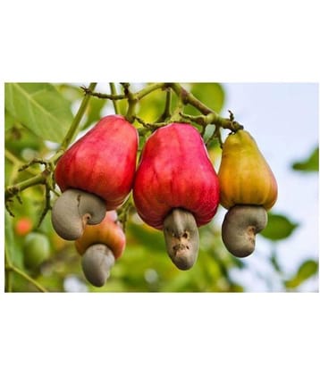 Cashew Tree Seeds Cashew Nuts Apple Rare Tropical Cashew Fruit Plant Tree Seeds 5 seeds