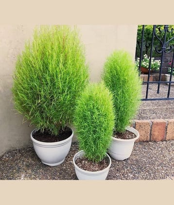 kochia gren grass flower 50 seeds pack with free Free cocopeat and user manual for your garden