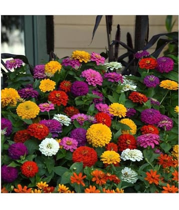 Zinnia Flower30 Seeds In Different Colors F1 Hybrid with growing cocopeat