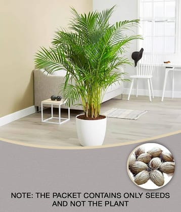 homeagro - Areca palm Plant ( 5 Seeds )