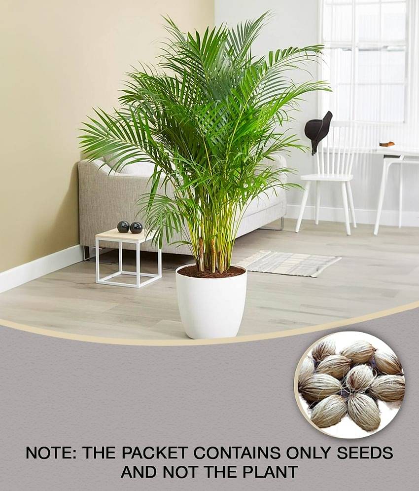 homeagro - Areca palm Plant ( 5 Seeds )
