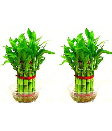 Green plant indoor - Green Wild Artificial Flowers With Pot ( Pack of 2 )