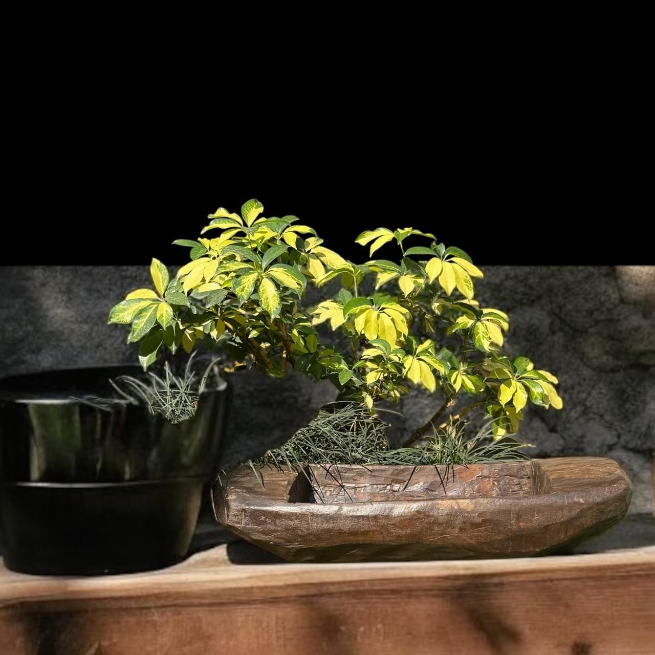 Wooden Planter : Burhan 5 ( 2 feet +)