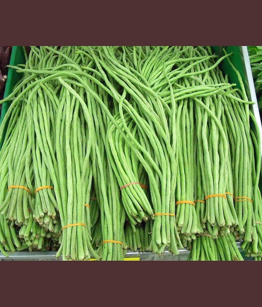 LiveNature Cowpea Seeds | Lobia Seeds | Long Beans Seeds | Winter Vegetable Plant Seeds | Best For Home Garden & Terrace – 50 Seeds