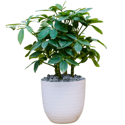 Birthright || Scafflera || Plant