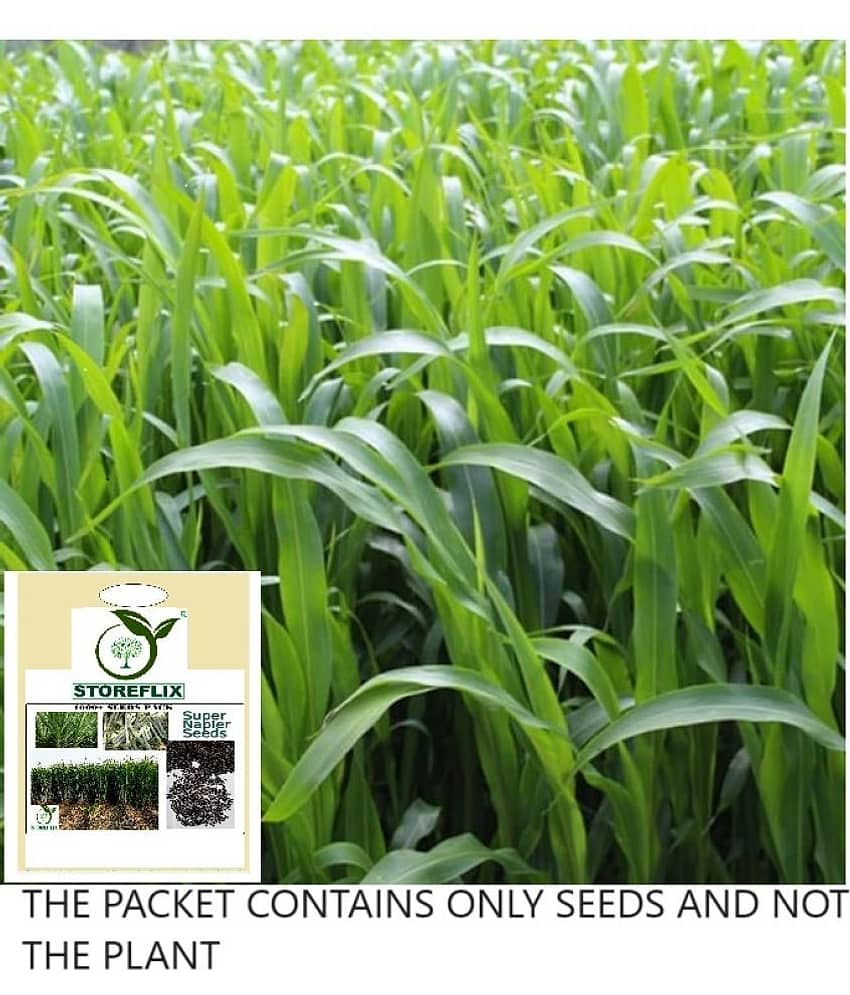 STOREFLIX Naiper Grass ( 5000 Seeds )