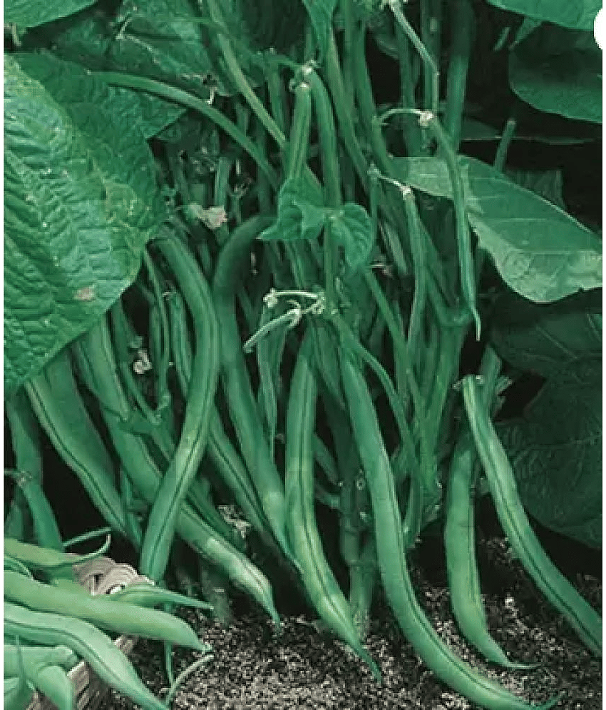 CLASSIC GREEN EARTH - French Beans Vegetable ( 60 Seeds )
