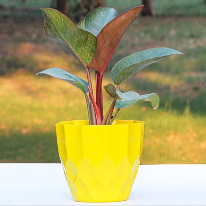 Yellow Zeta Cool Pot-6 Inch / Pack of 2 / Yellow