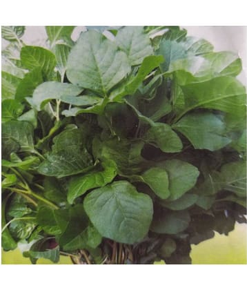 Nature Trade Champanote Sak Seed, (300 seeds)