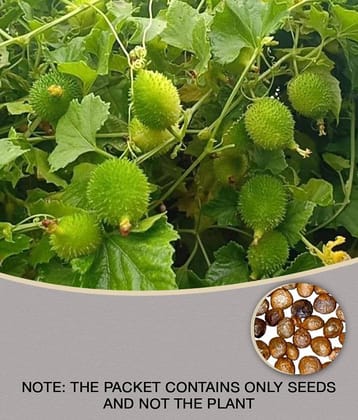 homeagro - Kantola Vegetable ( 20 Seeds )
