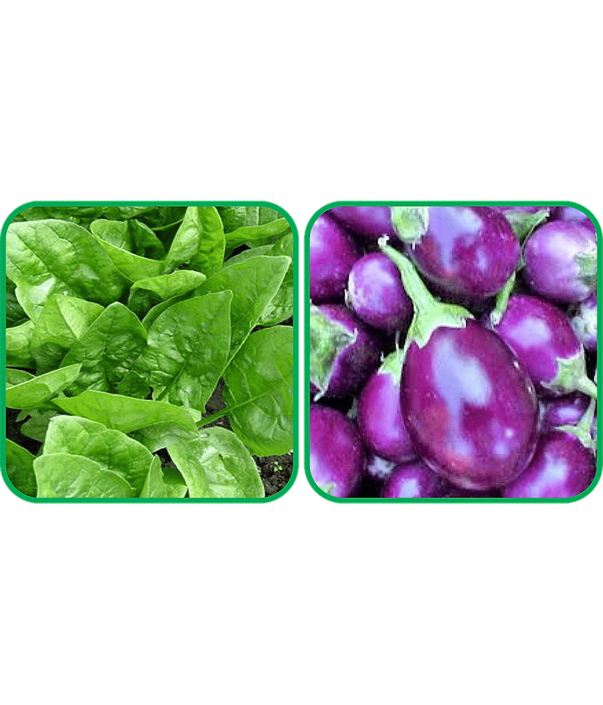 Aero Seeds Brinjal Purple Round ( 30 Seeds) And Spinach (200 Seeds) Vegetable Seeds Pack