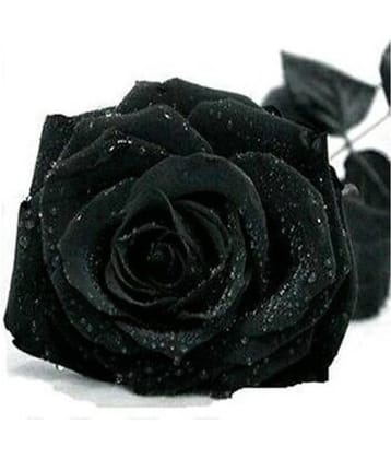 Matrix Exotic Black Rose 20 Seeds/Pack