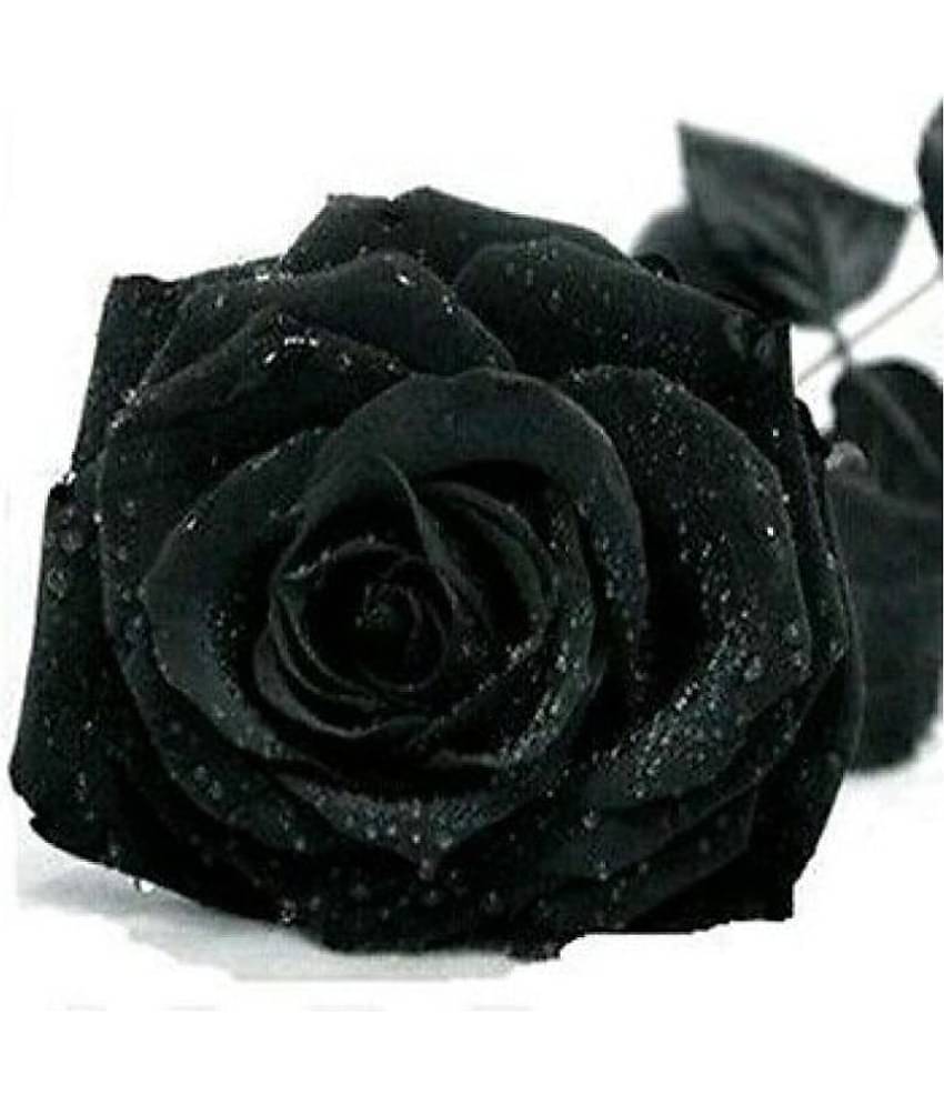 Matrix Exotic Black Rose 20 Seeds/Pack