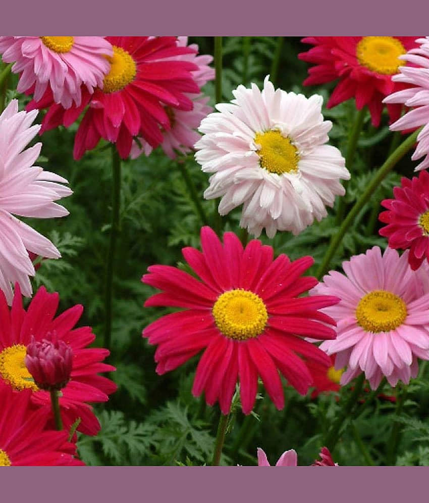chrysanthemum Flower Seed, Annual Mixed Multicolour, Pack of 50 Seeds. with growing cocopeat