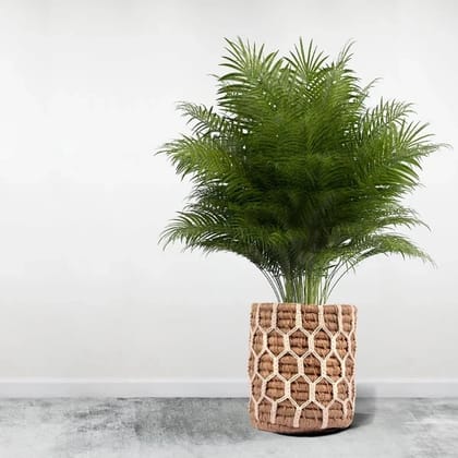 Nature-Inspired Macrame Plant Holder