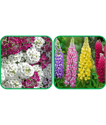 Aero Seeds Lupin Mix Color (50 Seeds) And Alyssum Mix Color (50 Seeds) Flower Seeds Pack