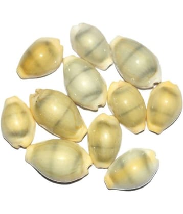 Swadesibuyzzar Yellow Laxmi Kaudi Conch - Pack of 9