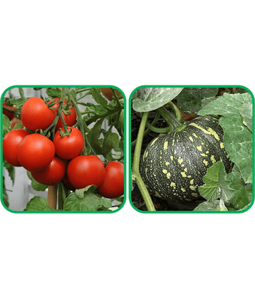 Aero Seeds Pumpkin ( 30 Seeds) And Tomato ( 50 Seeds) Vegetable Seeds Pack