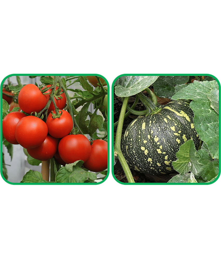 Aero Seeds Pumpkin ( 30 Seeds) And Tomato ( 50 Seeds) Vegetable Seeds Pack