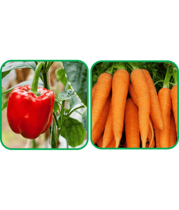 Aero Seeds English Carrot ( 100 Seeds) And Capsicum Red ( 30 Seeds) Vegetable Seeds Pack