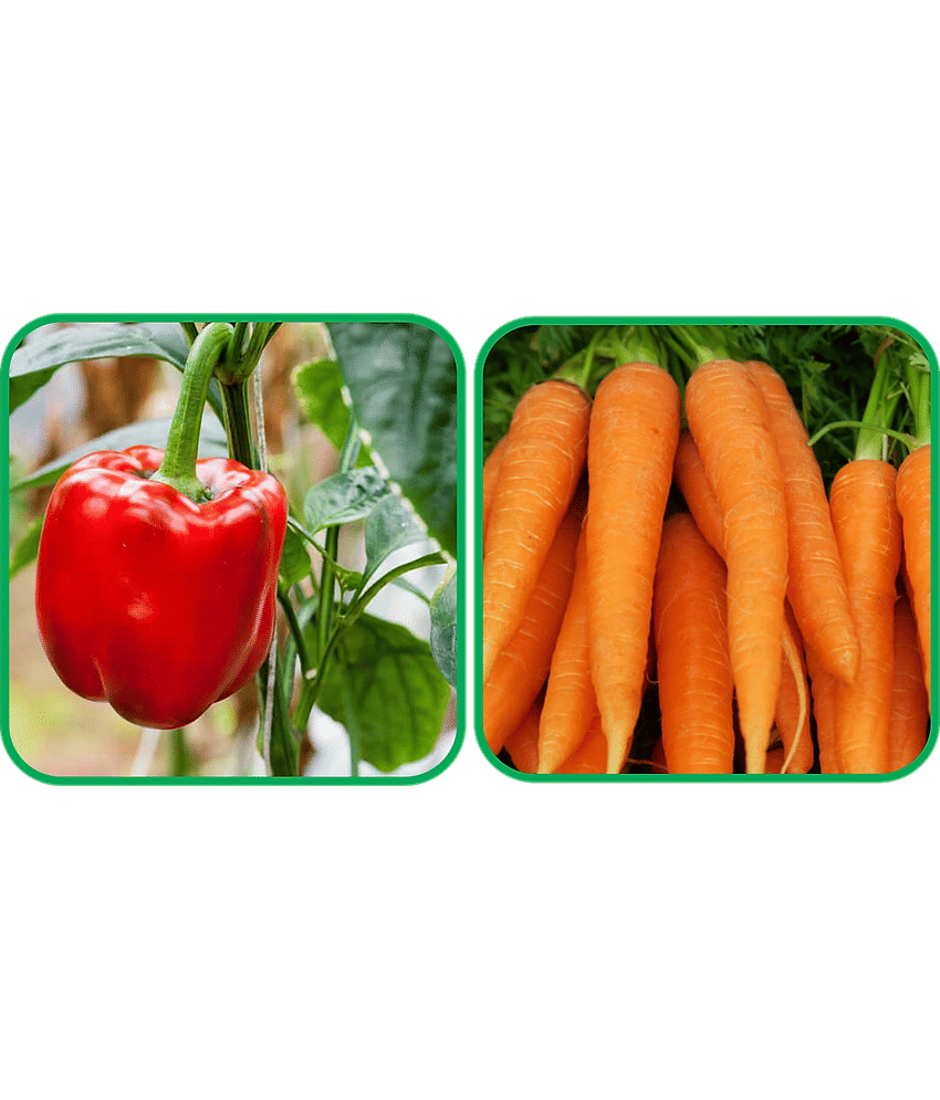 Aero Seeds English Carrot ( 100 Seeds) And Capsicum Red ( 30 Seeds) Vegetable Seeds Pack
