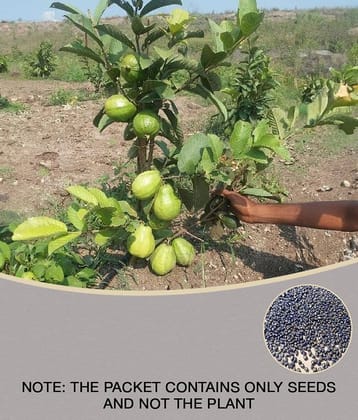 Thailand Guava Seeds ( 100 seed ) - Thai Guava Fruit Plant Seeds with growing cocopeat