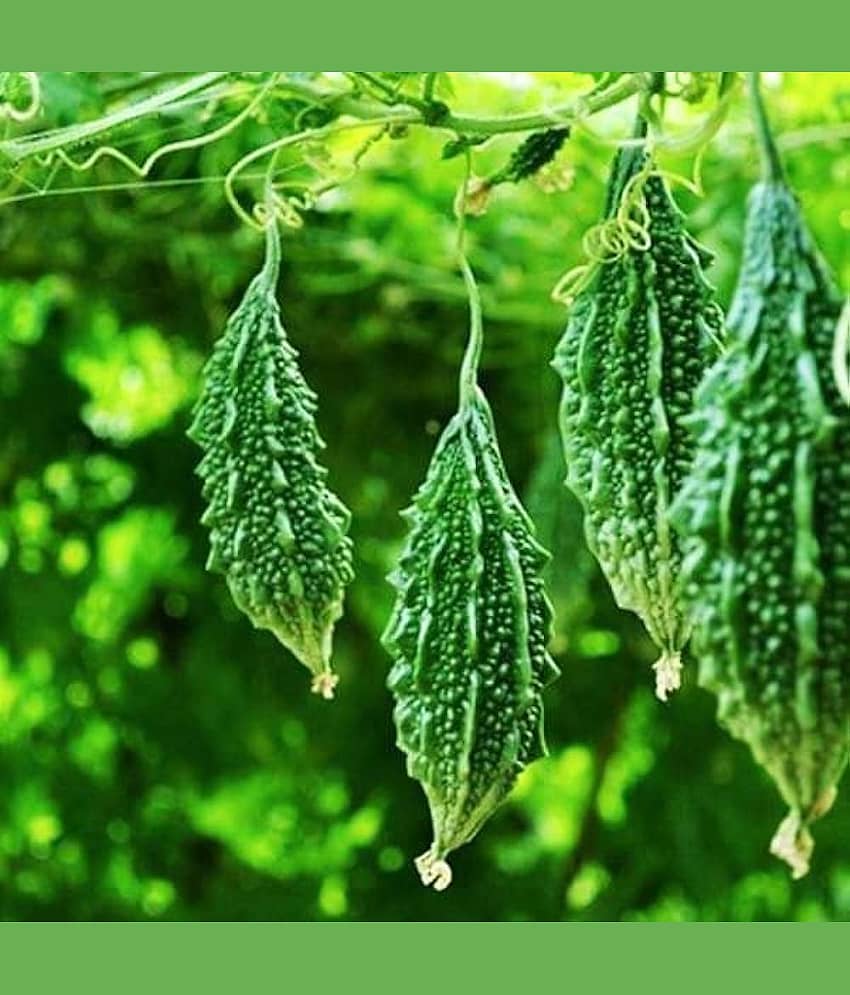 Infintegreen Bitter Gourd Vegetable ( 100 Seeds )
