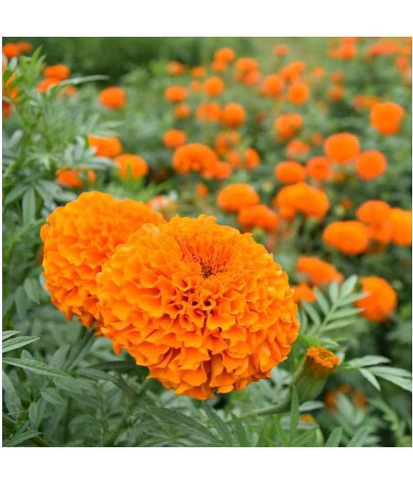 Marigold Flowers Orange Colour Advance Seeds - Pack of 50 Premium Exotic Seeds