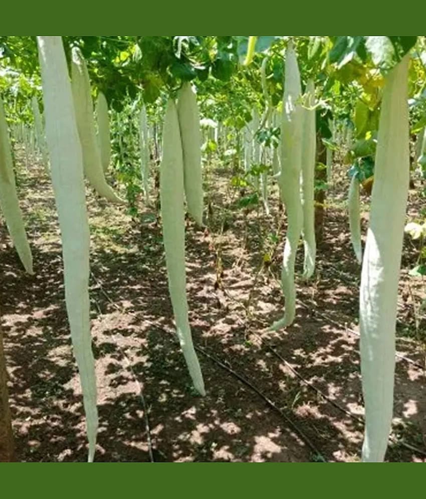 Jignisha Seeds Snake Gourd Vegetable ( 30 Seeds )