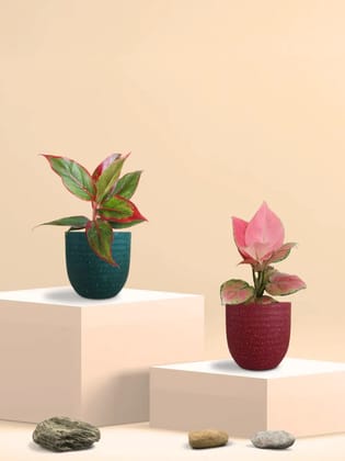 Colorful Aglaonema Combo (Small) Colorful Aglaonema Combo (Small)