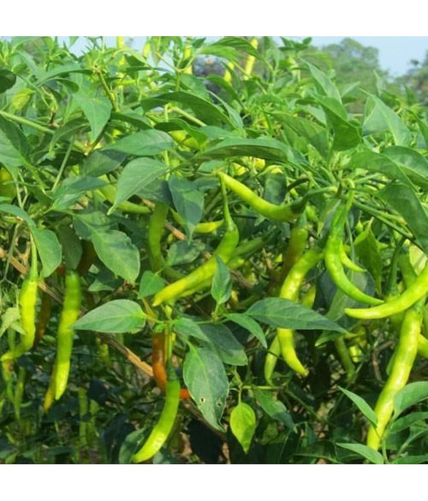homeagro - Chilli Vegetable ( 50 Seeds )