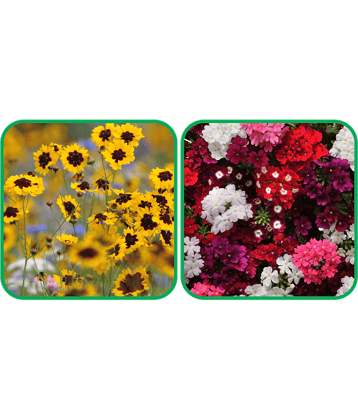Aero Seeds Verbena Mix Color (50 Seeds) And Calliopsis (Tinctoria) Mix Color (50 Seeds) Flower Seeds Pack