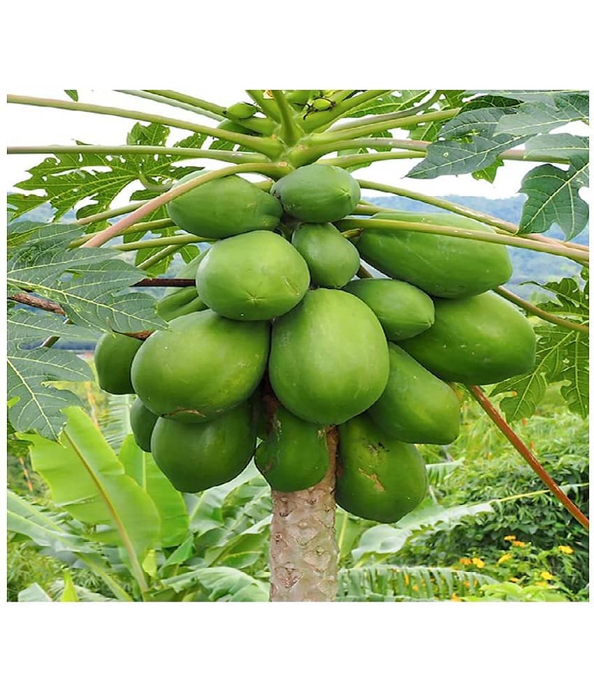SWEET HONEY PAPAYA PAPITA 100 SEEDS PACK WITH MANUAL