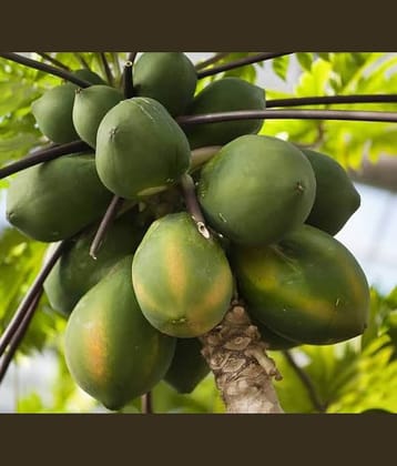 papaya seed F1 hybrid - 50 seed