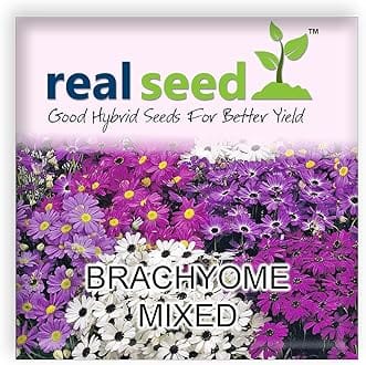 Brachyome Mixed Flower Seeds