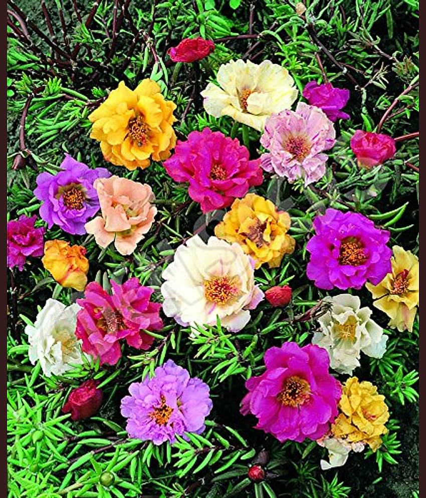 PORTULACA FLOWER MIX COLOR PREMIUM 100 SEEDS PACK MORE THAN 5 COLOR PLANT SEEDS WITH COCO PEAT AND USER MANUAL FOR HOME GARDENING