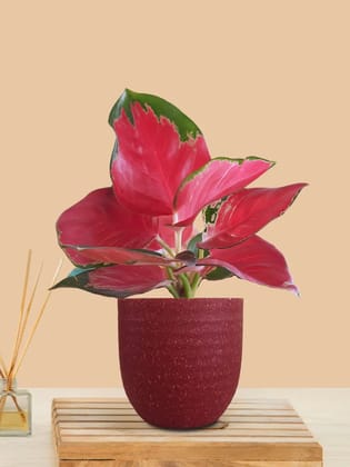Aglaonema Cherry Red Plant (Small) in Eco Pot Aglaonema Cherry Red Plant (Small) in Eco Pot