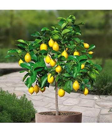 dwarf Lemon nimbu plant 20 seeds high germination seeds with instruction manaul