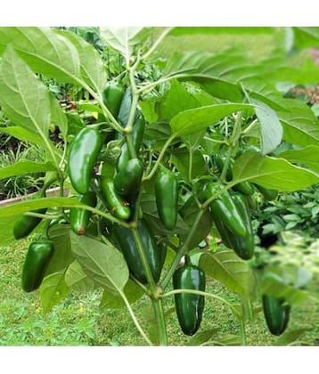 Jalapeno Chile Pepper Seeds Super Non Gmo Heirloom Vegetable 20 Seeds