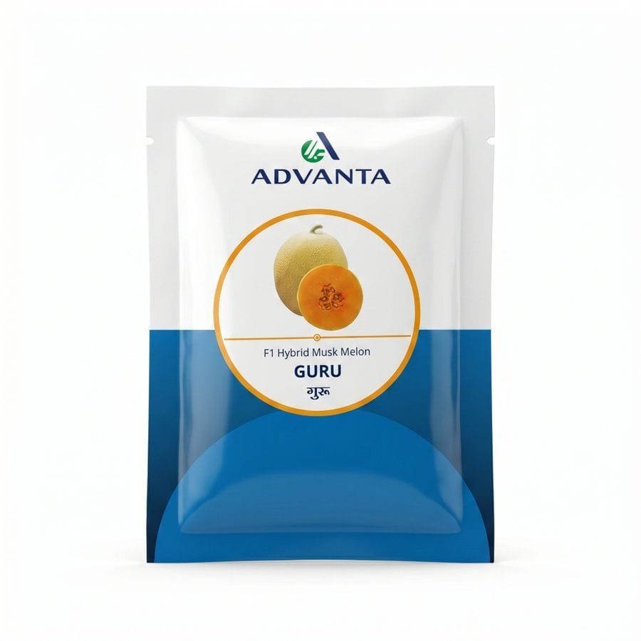 Advanta Guru F1 Hybrid Musk Melon Seeds - 50 gm - 50 gm - One pouch containing 50 grams of seeds