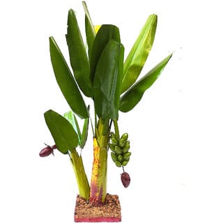 simonart and printing banana tree