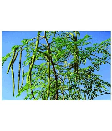 Moringa Seeds Variety Hybrid Drumstick 20 Seeds (Saijan ki Phalli,Saragavo)