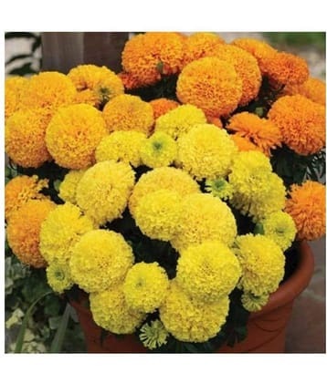 Marigold F1 Hybrid Inca 100 Flower Seeds