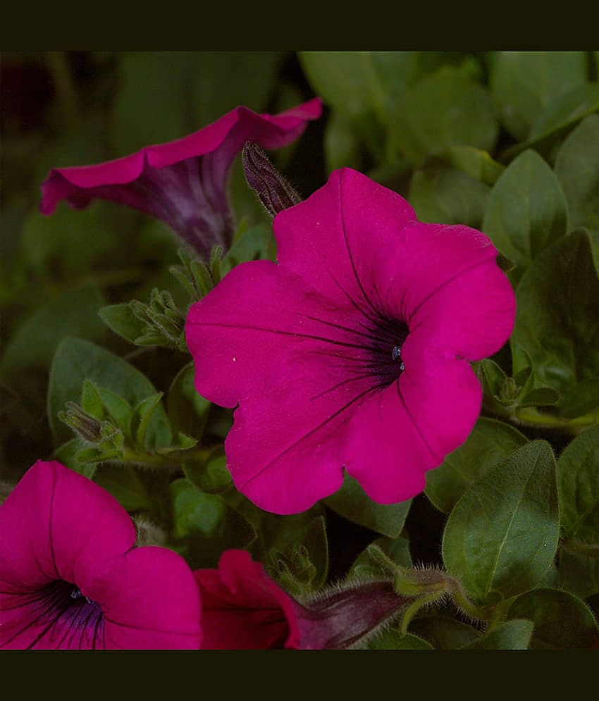 homeagro - Petunia Mixed Flower ( 50 Seeds )