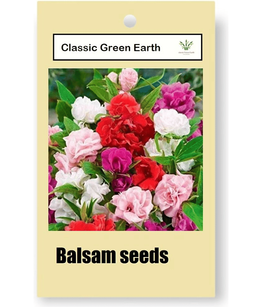 CLASSIC GREEN EARTH - Flower Seeds ( balsam Tom Thumb 50 seeds )