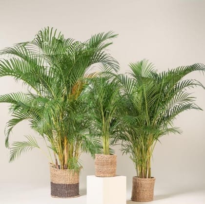 Areca Palm Plant Seeds For Home Garden Seed Pack Of  5