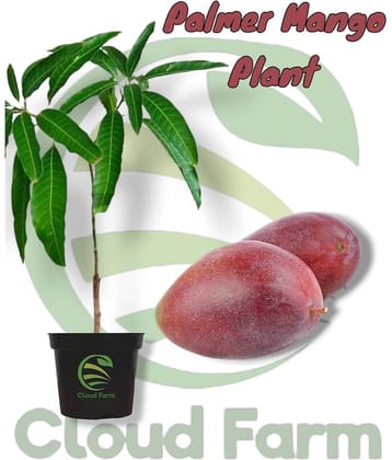 Cloud Farm Outdoor Fruit Plant ( Pack of 1 )