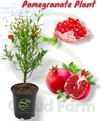 Cloud Farm Outdoor Fruit Plant ( Pack of 1 )
