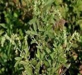 Organic Davana Hydrosol