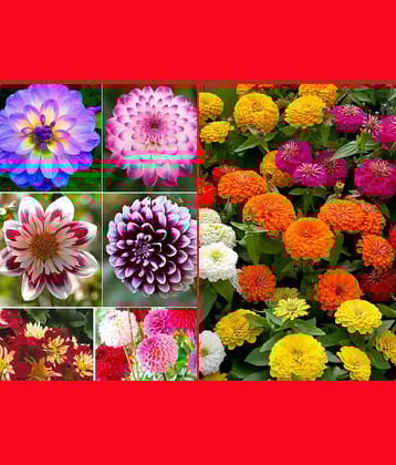 homeagro - Dahlia Mixed Flower ( 25 Seeds )